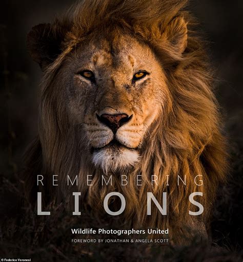 Remembering Lions Wildlife Photographers United