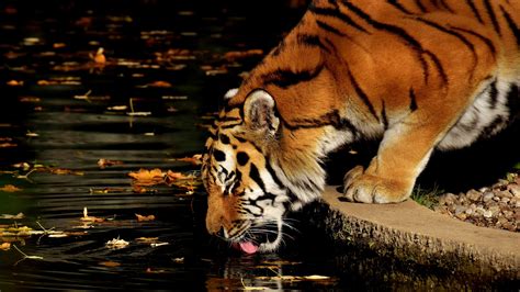 Tiger Is Drinking Water In The Pool 4k 5k Hd Animals Wallpapers Hd