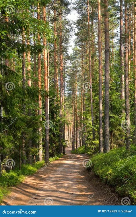 Path Through Pine Trees In Forest Stock Image Image Of European