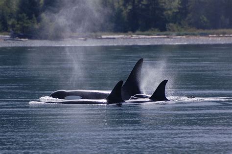 Wild Orca Kayaking Kayak Tours Kayak Trip