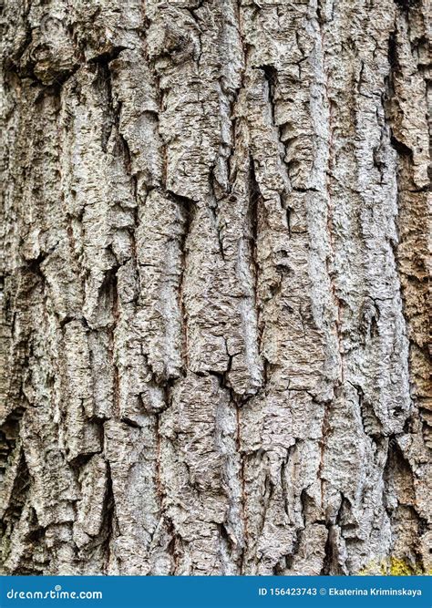 Vertical Background Old Bark Of Poplar Tree Stock Image Image Of