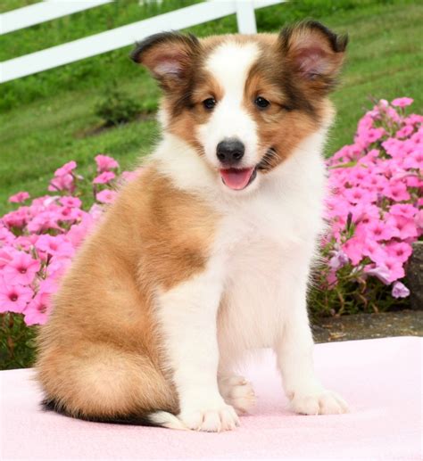 Shetland sheepdog puppies, also known as a sheltie, is a beautiful and intelligent breed of dog. Puppies for Sale (With images) | Shetland sheepdog puppies ...