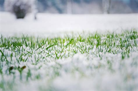 How Snow Impacts The Health Of Your Lawn · Shades Of Green Lawn And Landscape