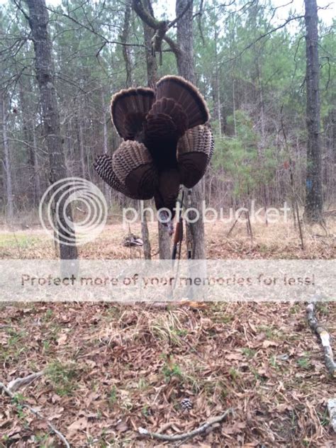 2014 Dead Turkeys Mississippi Hunting And Fishing Forums