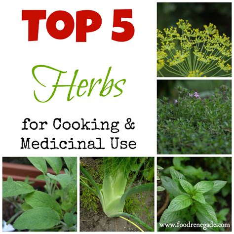 5 Medicinal Plants Medicinal Plant