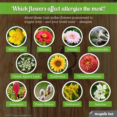Flowers To Avoid During Allergy Season So You Can Start Fighting