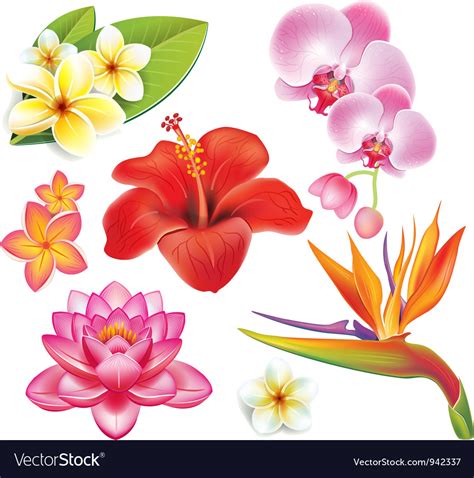 set of tropical flowers royalty free vector image