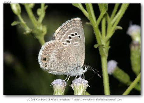 Echinargus Isola Reakirts Blue