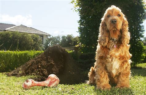 Burying A Dog In The Backyard Dog Found Buried Alive On Georgia Trail