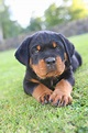 Rottweiler Puppies Wallpaper (54+ images)