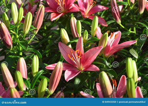 Pink Lilly Flowers Stock Photo Image Of Celebration 84943358