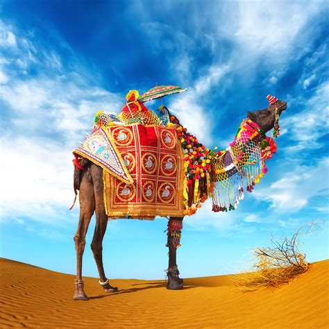 Shutterstock Free Image Of The Week Camel In Fancy Dress Marketing