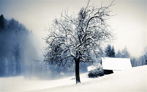 4564841 Winter Cold Morning Branch Trees Frost Mist Landscape
