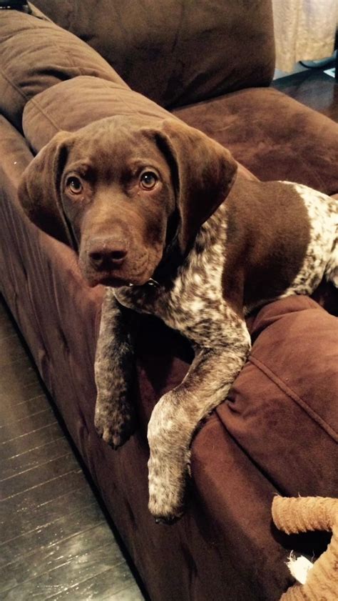 Gsp Puppy I Need Another Gsp Puppies German Shorthaired Pointer