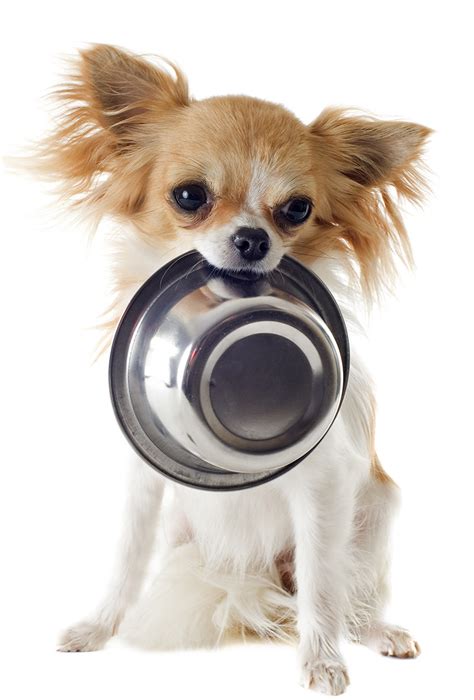 Are you looking for the best dog food for chihuahuas available in 2021? Best Food For Chihuahua Puppy - Tips and Reviews To Help ...
