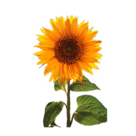 Sunny Smile Sunflower Rise Gardens