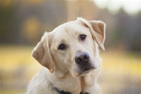 10 Amazing Things You Need To Know About Labrador Retrievers