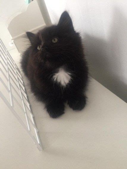 York Chocolate Bromley Kent Pets4homes Chocolate Cat Kitten For