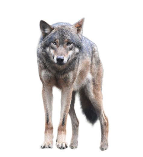 Wolf Png Transparent Image Download Size 852x937px