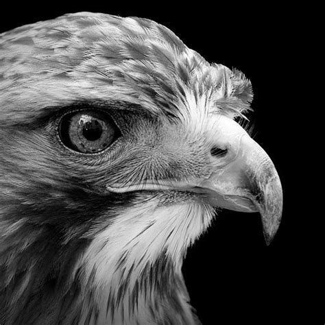 Black And White Animal Portraits In Breathtaking Detail