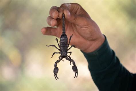 how deadly are scorpions the answer may surprise you school of bugs