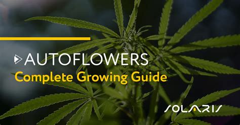 Autoflowers Complete Growing Guide Solaris Farms