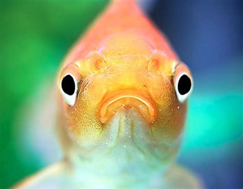 Scientists Show Fish Feel Pleasure And Pain Mercy For Animals