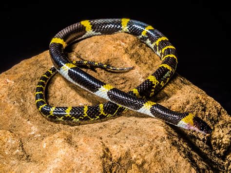 Foto Gratis Snake Serpiente Joven Imagen Gratis En Pixabay 241500