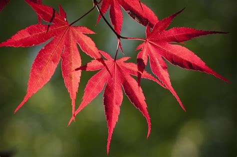 Red Japanese Maple Leafs Photograph By Chad Davis