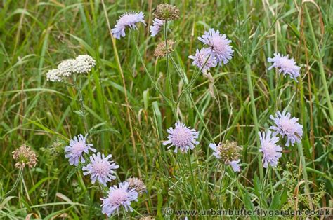 We did not find results for: Scabious - Flowers that Attract Butterflies and Bees ...