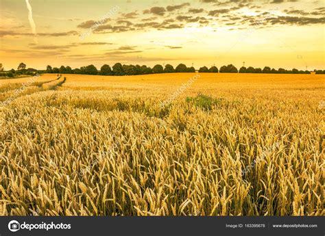 Campo de trigo dourado paisagem de lavouras de grãos agrícolas e céu do sol vista panorâmica