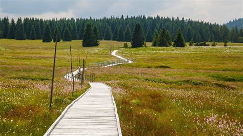 Wildlife Holidays In Latvia For 202021 Naturetrek