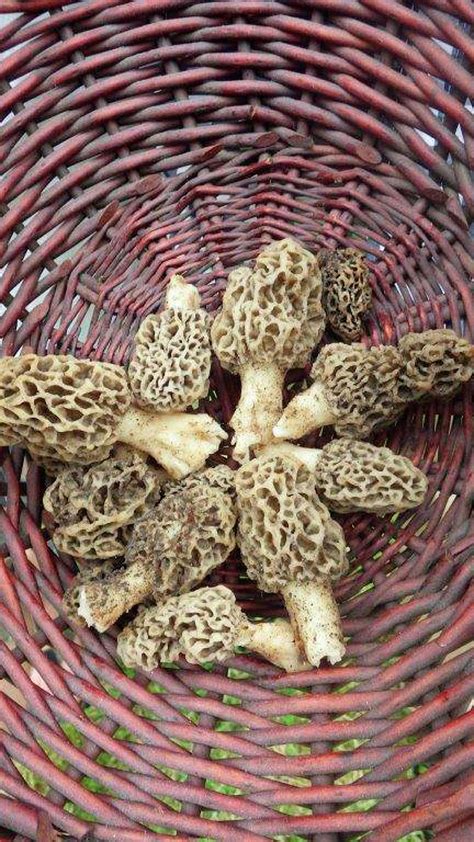 Things To Know About Morel Mushroom Hunting