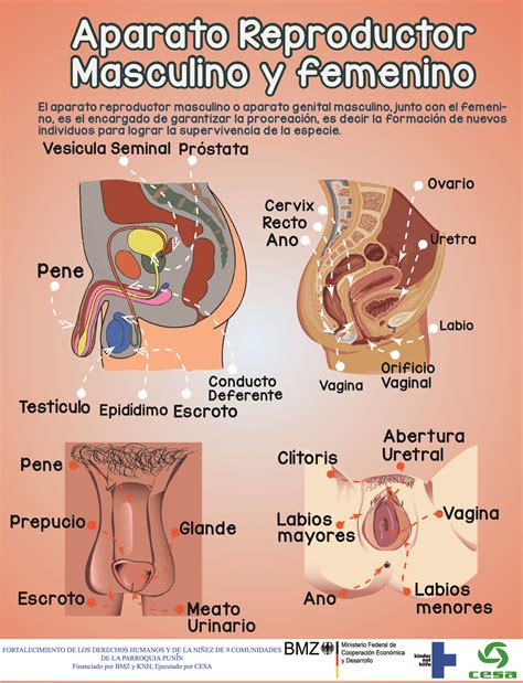 Anatomia Y Fisiologia Del Aparato Reproductor Femenino Sexiz Pix