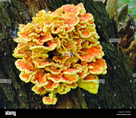 Orange Fungus Growing On A Decaying Tree In The Woods Stock Photo Alamy