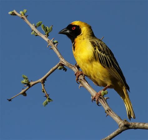 Southern Masked Weaver South African Birds Beautiful Birds Wildlife