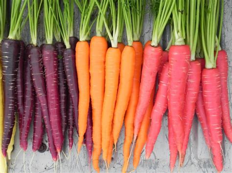 Hybrid Carrots
