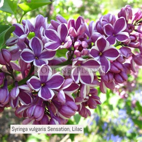 Buy Syringa Vulgaris Sensation Lilac Online Plants Melbourne