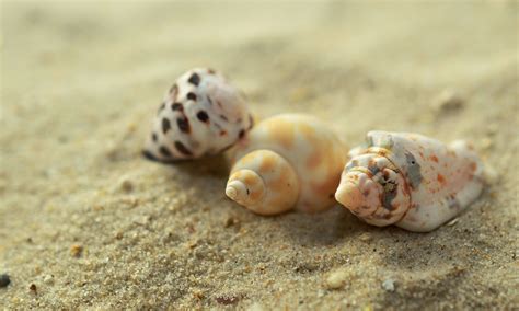 Free Images Beach Sand Spiral Travel Holiday Fauna Material Invertebrate Seashell