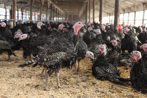 Farm Turkeys