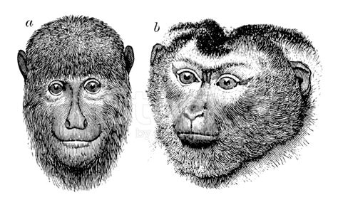 Antique Illustration Of Platyrrhine And Catarrhine Monkeys Stock Photo