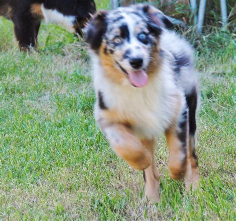 Shamrock Rose Aussies Update Available Puppies 72915