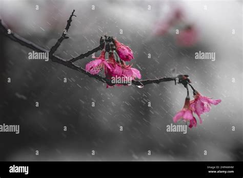 Cherry Blossoms After Spring Rain Stock Photo Alamy
