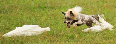 Are Chinese Crested Dog Aggressive