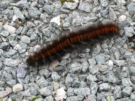 Large Woolly Caterpillar © Eirian Evans Geograph Britain And Ireland