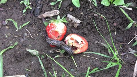 You'll be amazed by how many slugs you can collect on a damp evening. Getting rid of slugs in our garden and saving the beer ...