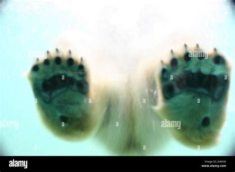 Polar Bear Feet Stock Photo Alamy