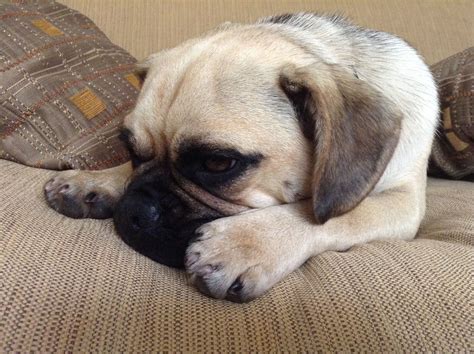 The Cutest Puggle Puggle Animals Dogs