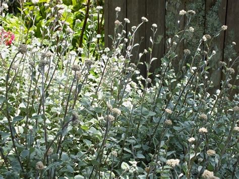 Plantfiles Pictures Helichrysum Species Everlastingflower Licorice