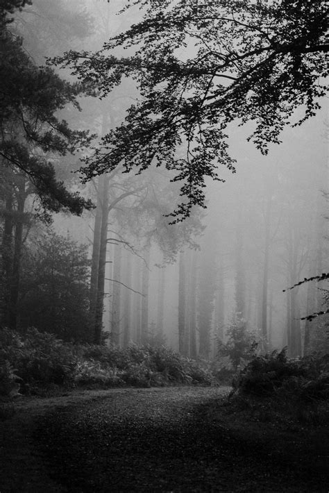 Black And White Foggy Forest Hd Photo By Annie Spratt Anniespratt